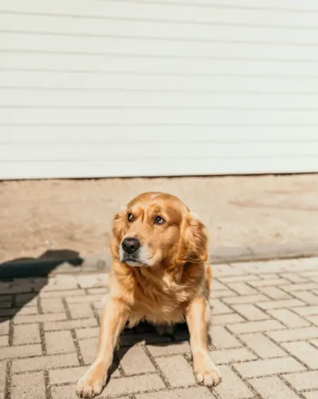 Vrolijke golden-retriever op De Zeeuwse Kust