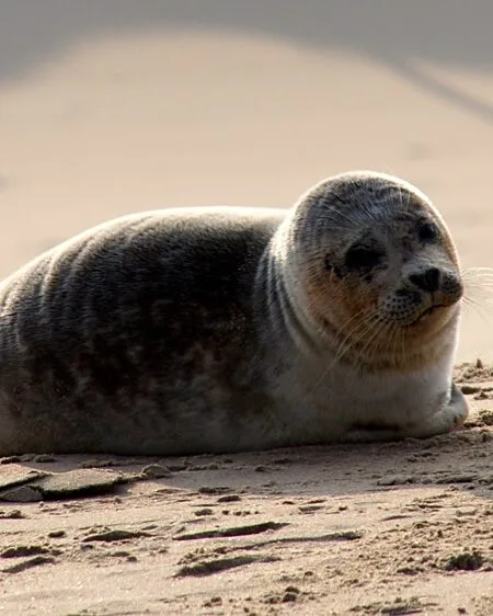 Zeehond Renesse