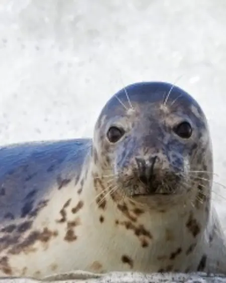 Zeehond